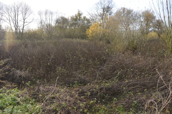 The Lost Forest Gardens Of Europe Resilience