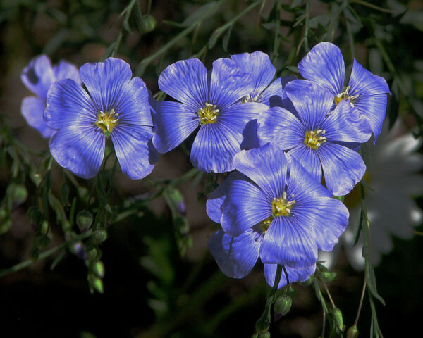 The Lost Forest Gardens Of Europe Resilience