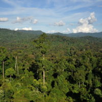 Tropical Forests are ‘No Longer Carbon Sinks’ because of Human Activity ...