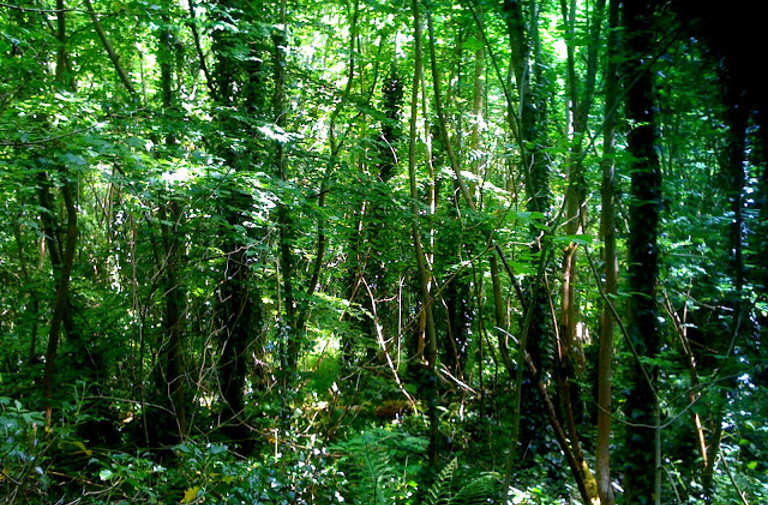 Wild Food in Spring - resilience