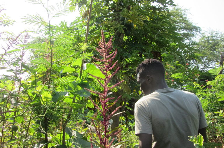 Badilisha Permaculture Site