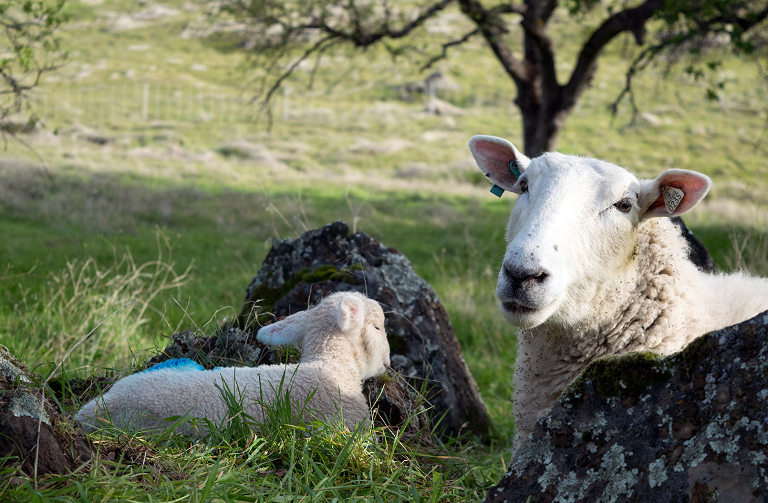 Sheep and Lambs at Flying Mule Farm