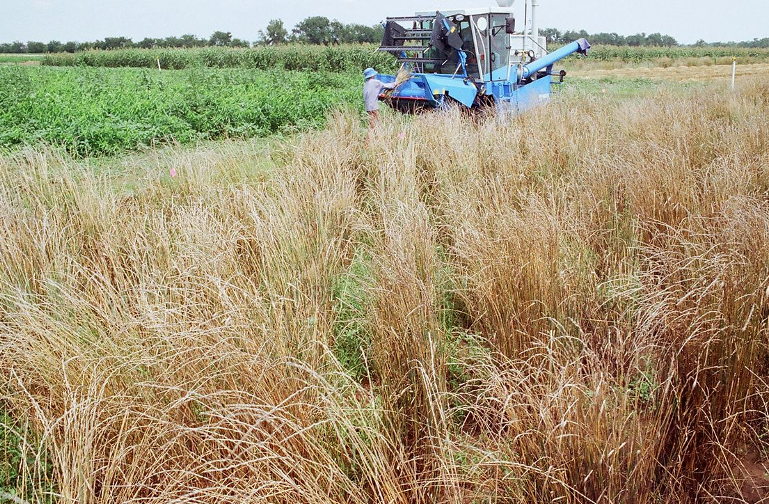 Perennial grain