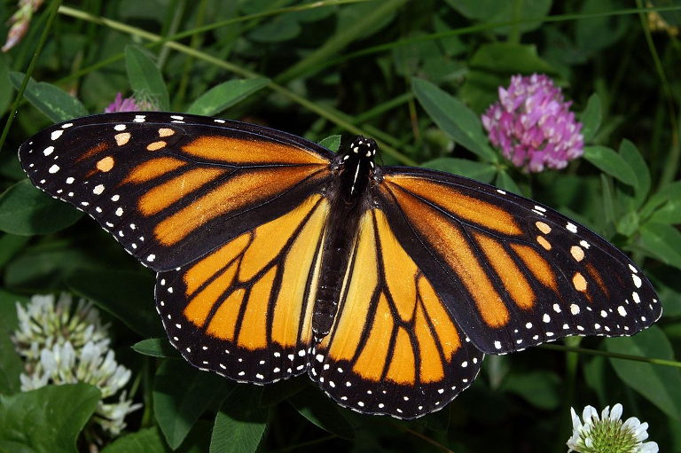 monarch butterfly