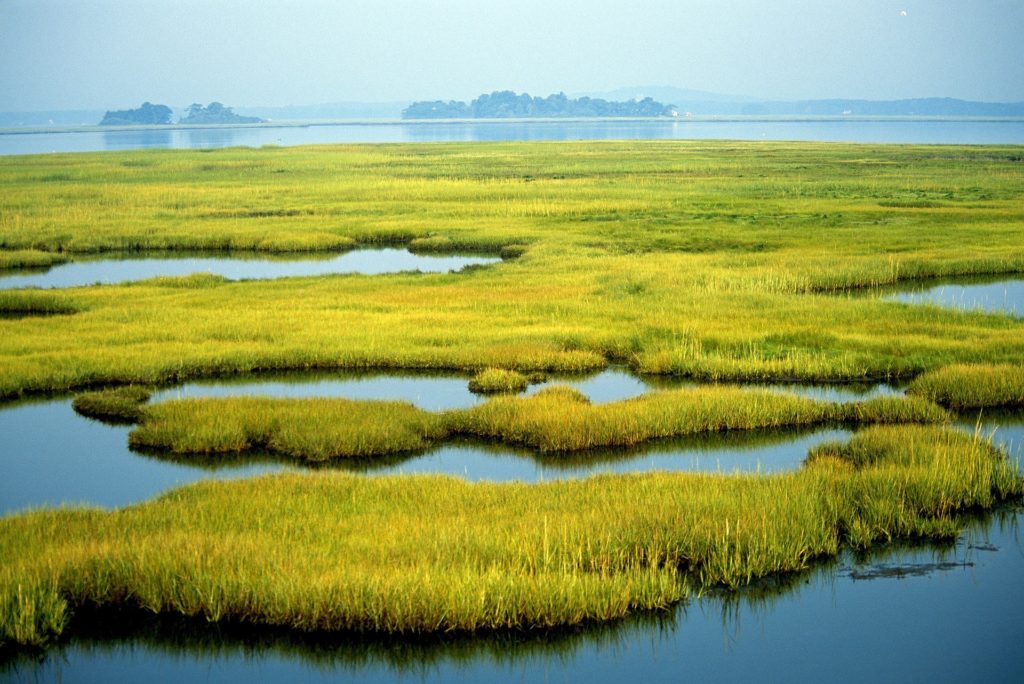 Wetlands