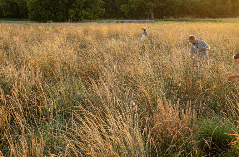 Perennial grain fieldwork