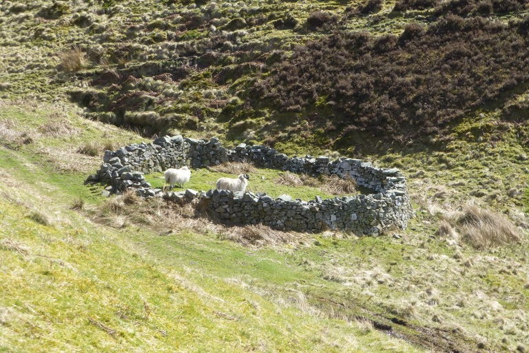 sheep fold