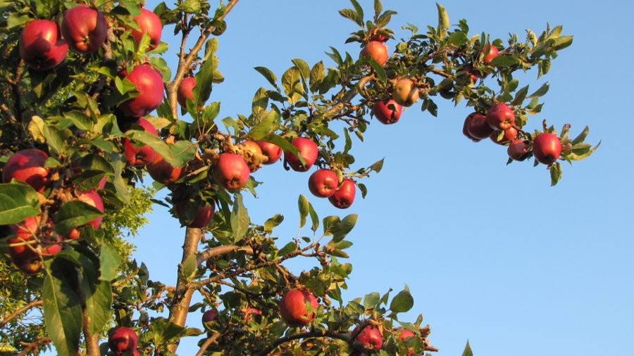 apple trees