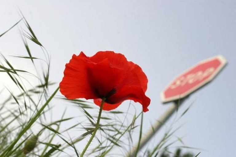 poppies