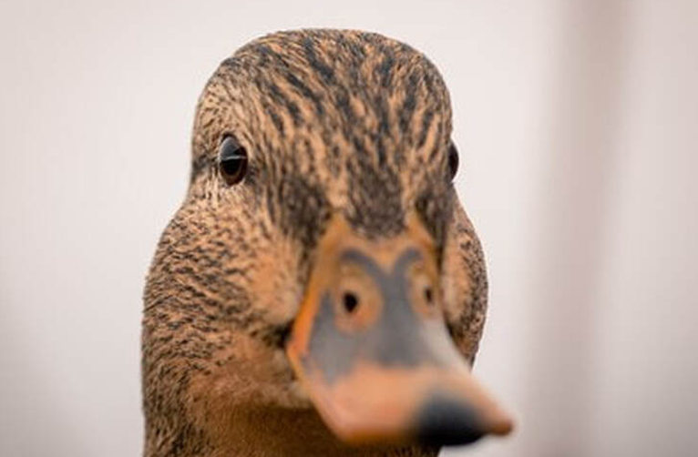 duck