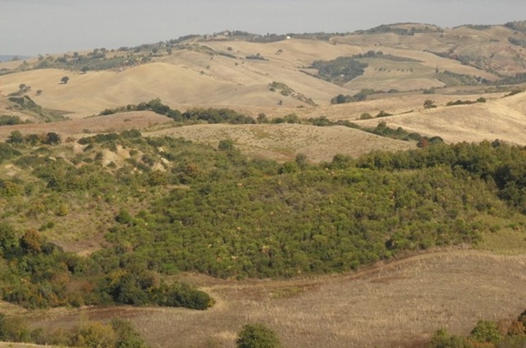 regenerating forest in Italy