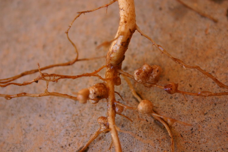 rhizobia nodules