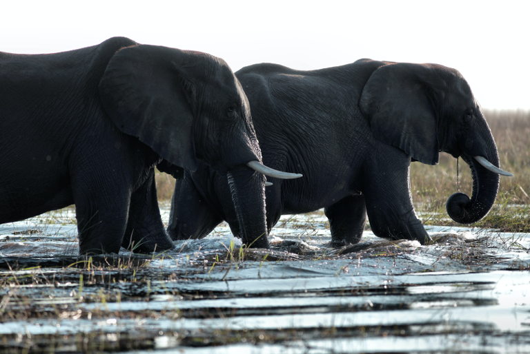 Can elephants be black?