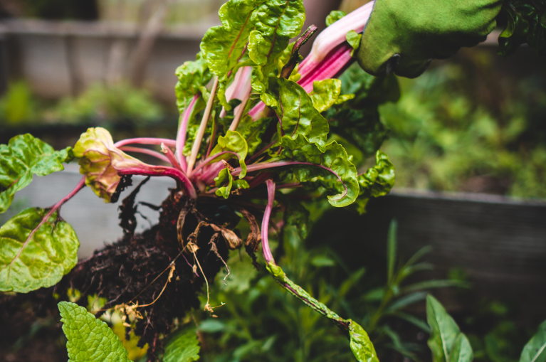 gardening