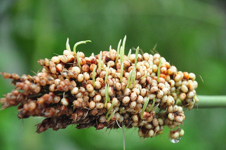 Indian millet