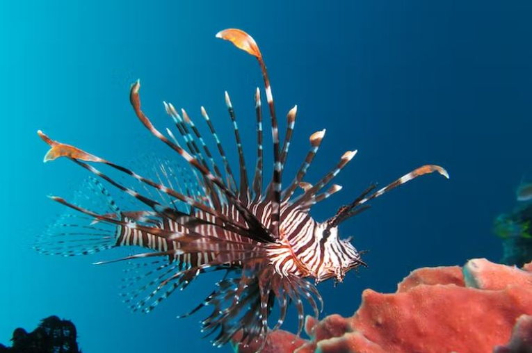 lionfish