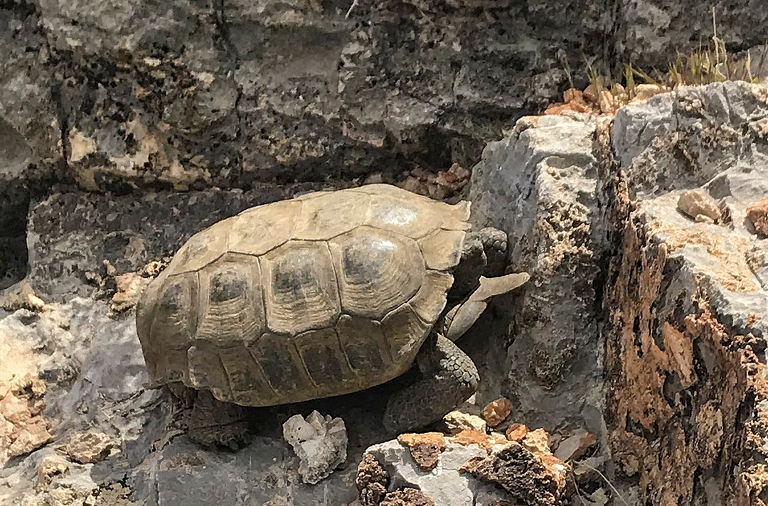 desert tortoise