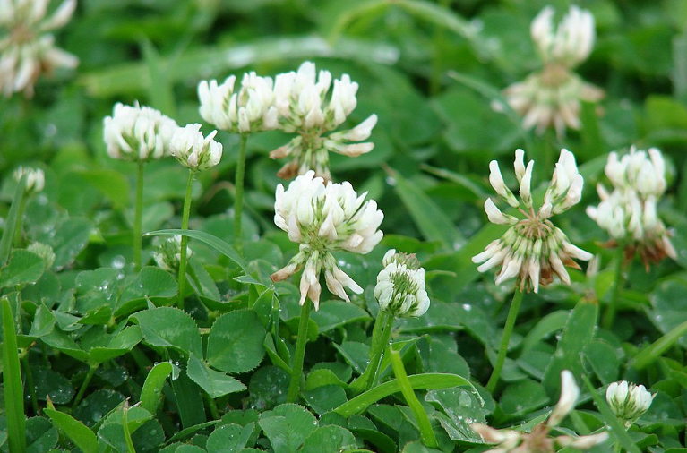 white clover