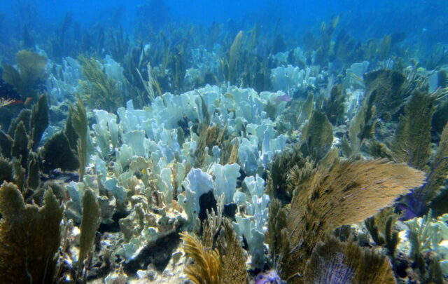 bleached coral