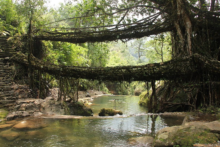 living roof bridges