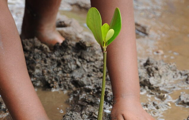 Mangrove planting