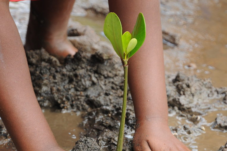 Mangrove planting