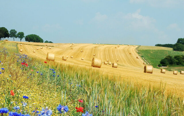 regenerative agriculture field in Belgium