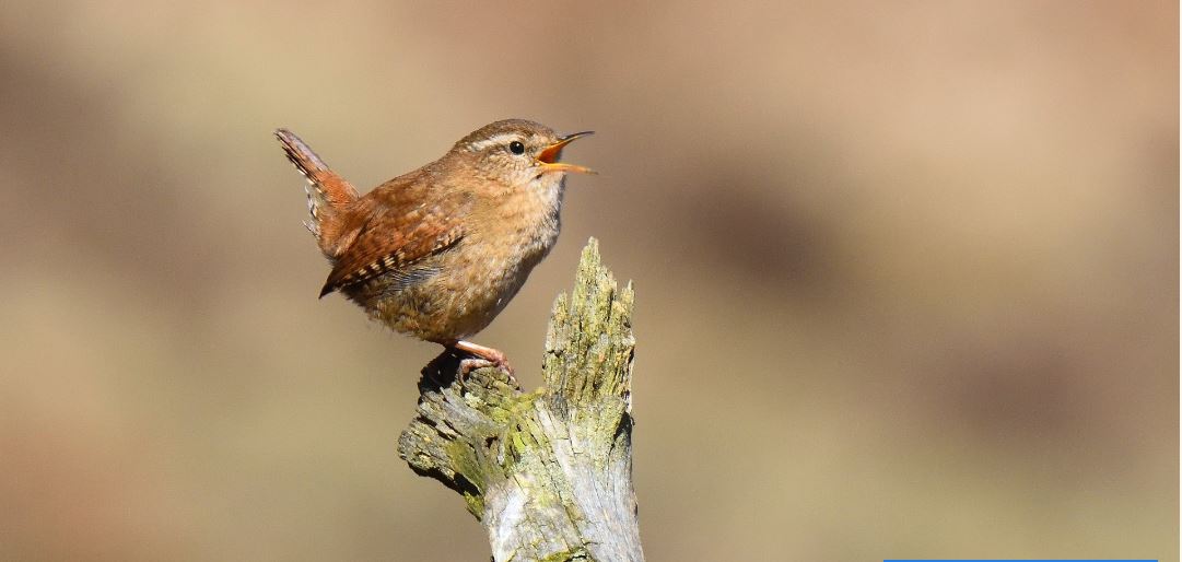 bird singing