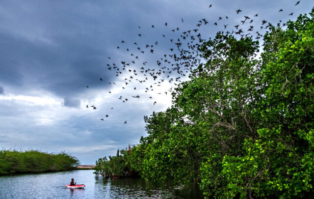 Mangrove ecopart