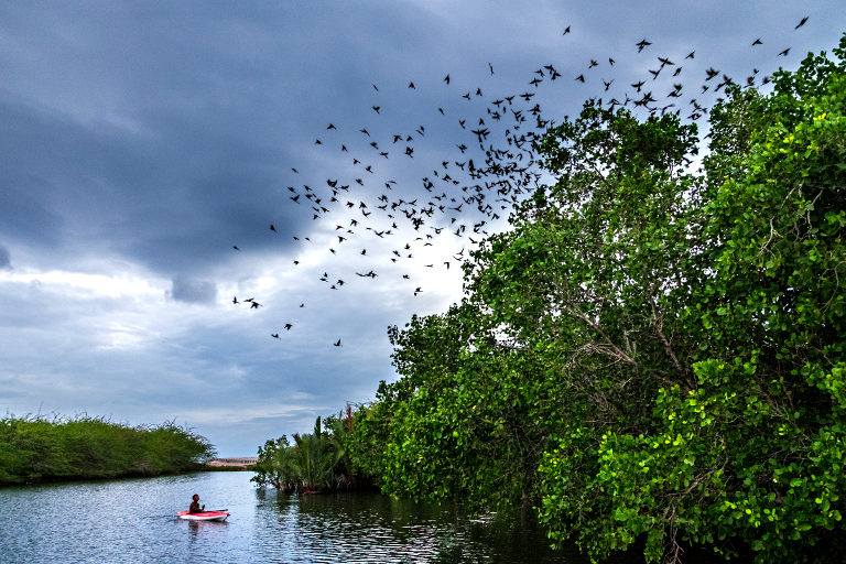 Mangrove ecopart