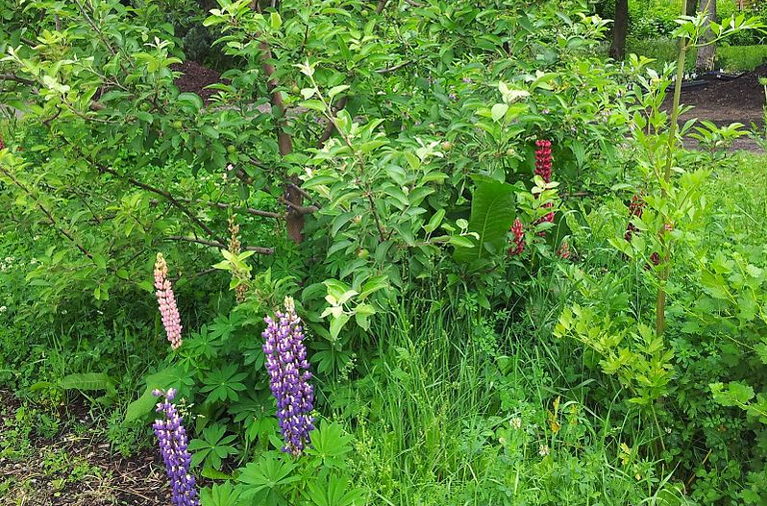 forest garden