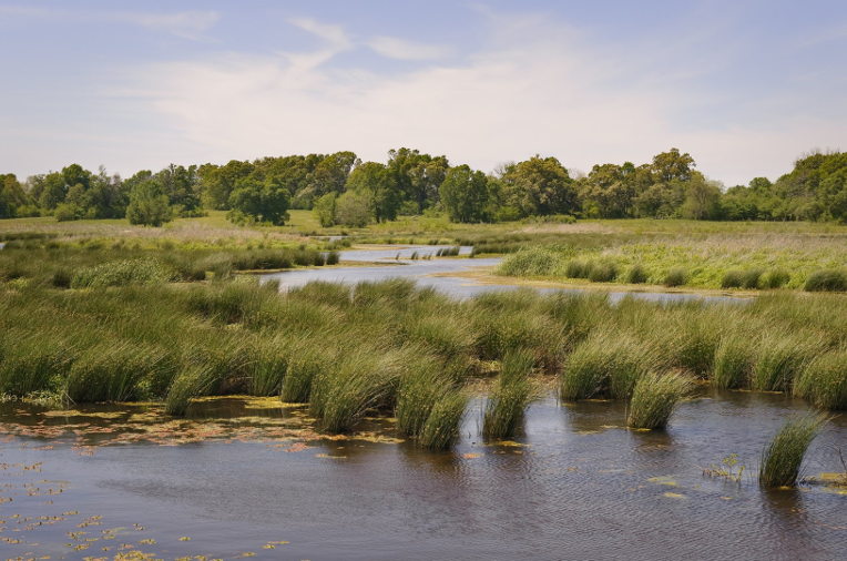 wetland