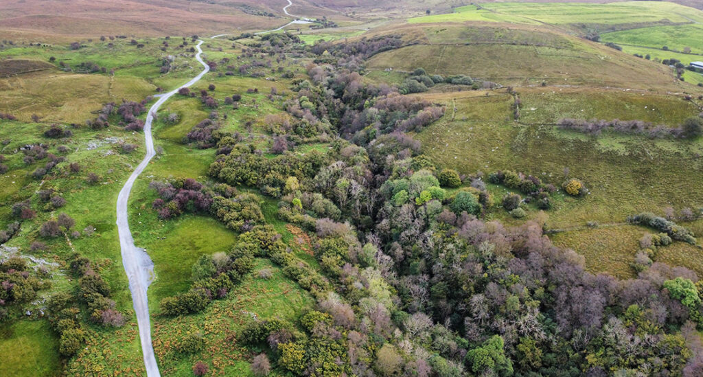 Irish forest