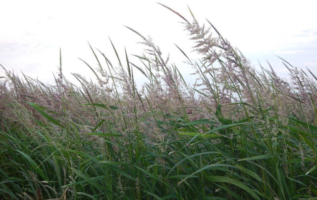 northern wild rice