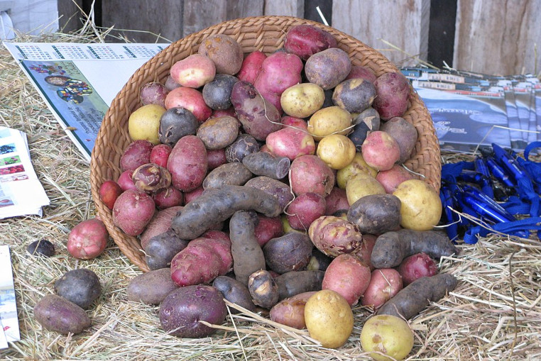 Potato varieties