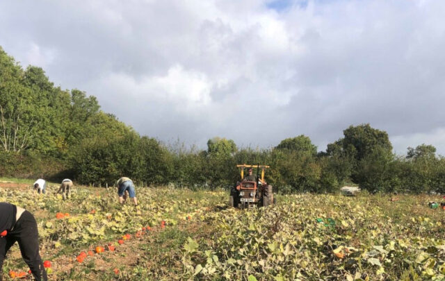 Working on a community farm