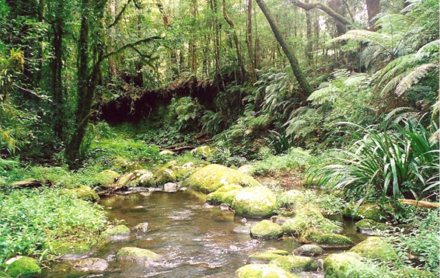 Brindle Creek in Border Ranges National Park