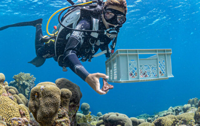 outplanting coral reefs