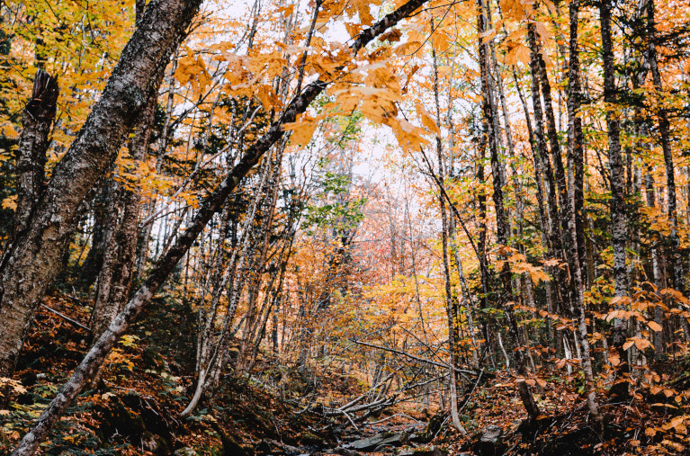 Fall in New Hampshire