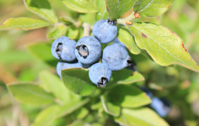 sourtop blueberry