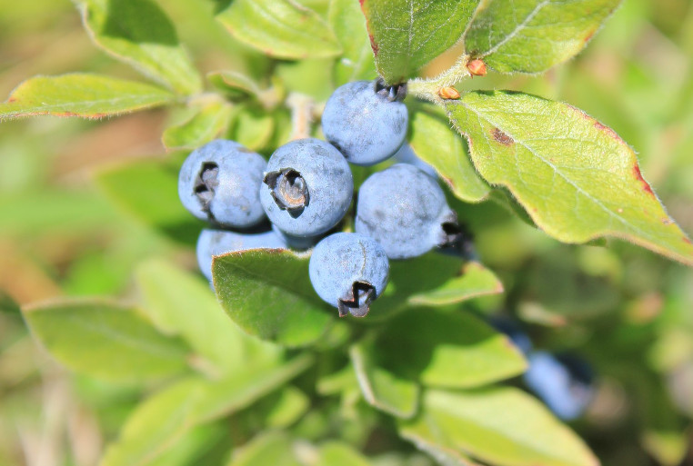 sourtop blueberry