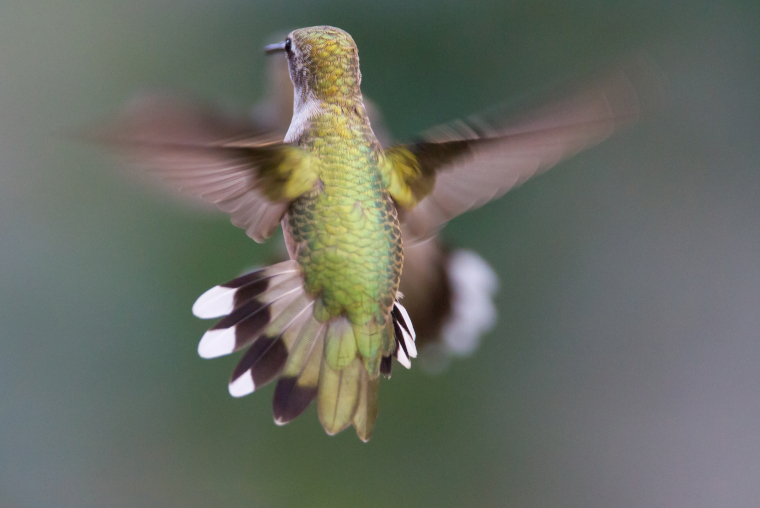 Female ruby-throated hummingbird