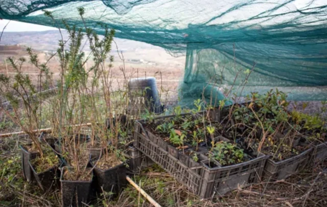 A variety of tree species ready for restoration planting on Association Rocciaviva’s site