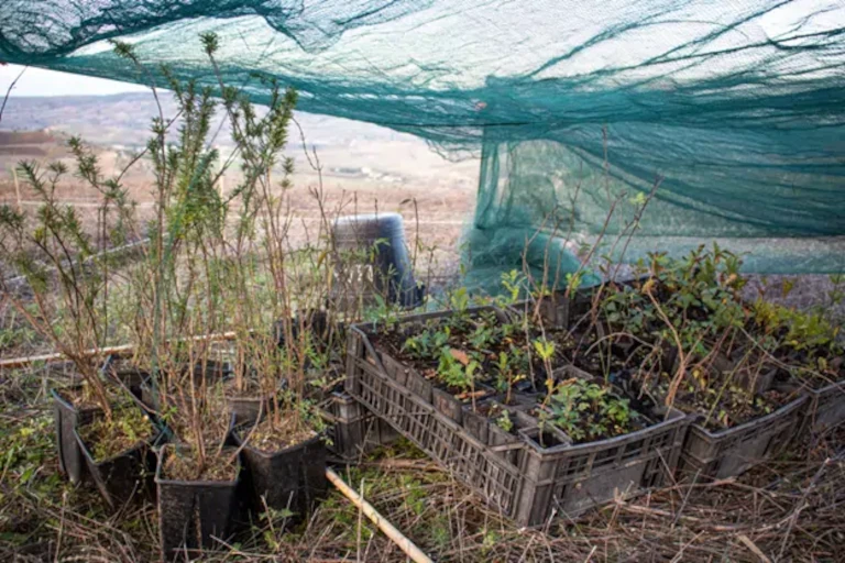 A variety of tree species ready for restoration planting on Association Rocciaviva’s site