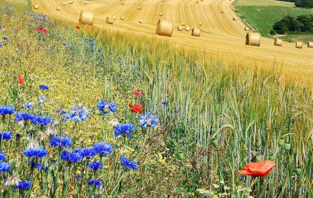 biodiversity in farm field