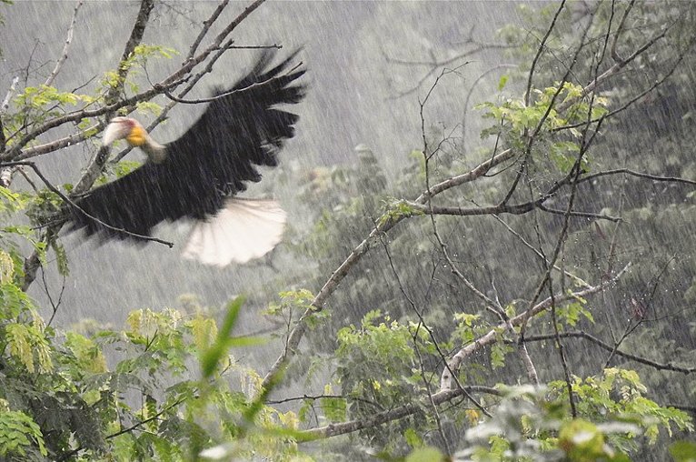 A wreathed hornbill male flying in the rain in the early morning at its roost site in July in Darlong village near Pakke Tiiger Reserve, India.