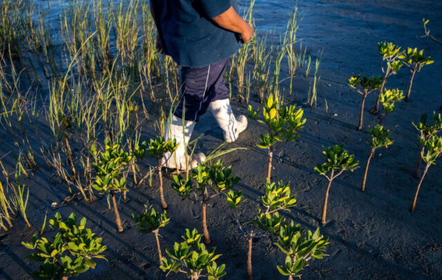 mangroves