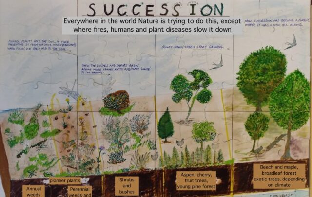 Painting of the succession process by Tony Buck.