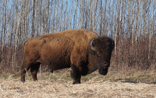 Bison at Elk Island