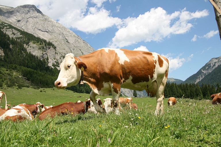 cows on the commons